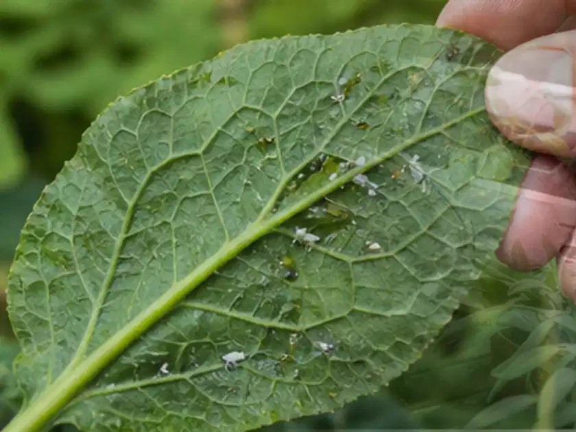 Hand hält ein Blatt mit kleinen hellen Schädlingen auf der Unterseite; Thema Palmen, Schwerpunkt Pflanzenschutz; Titelbild.