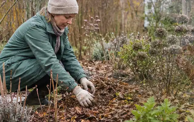 Person verteilt eine schützende Mulchschicht zwischen winterlichen Stauden; Thema Palmen, Schwerpunkt Pflanzenschutz; Umsetzung.