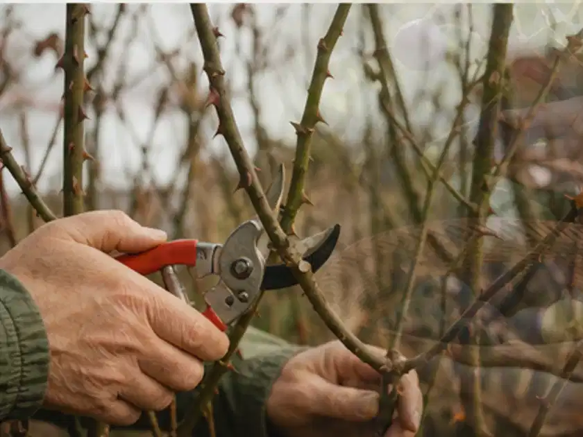 Hände schneiden einen älteren Rosenstrauch mit einer sauberen Gartenschere; Thema Palmen, Schwerpunkt Pflanzpartner; Titelbild.