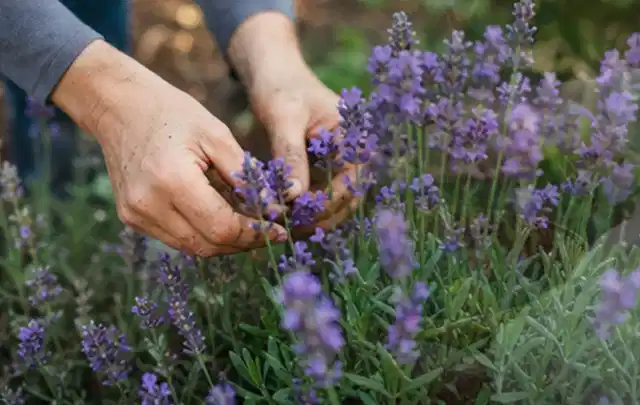 Hände pflegen blühenden Lavendel in einem natürlich angelegten Gartenbeet; Thema Palmen, Schwerpunkt Pflanzpartner; Ausgangslage.