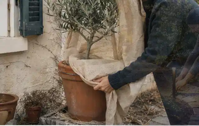 Person umhüllt eine mediterrane Kübelpflanze mit atmungsaktivem Winterschutz; Thema Palmen, Schwerpunkt Problemlösung; Ausgangslage.