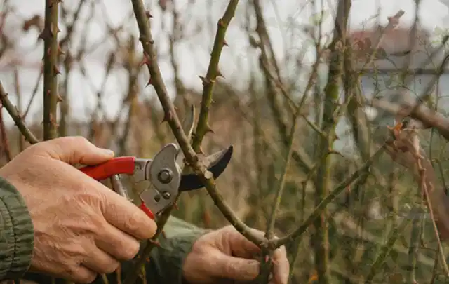 Hände schneiden einen älteren Rosenstrauch mit einer sauberen Gartenschere; Thema Palmen, Schwerpunkt Problemlösung; Kontrolle.