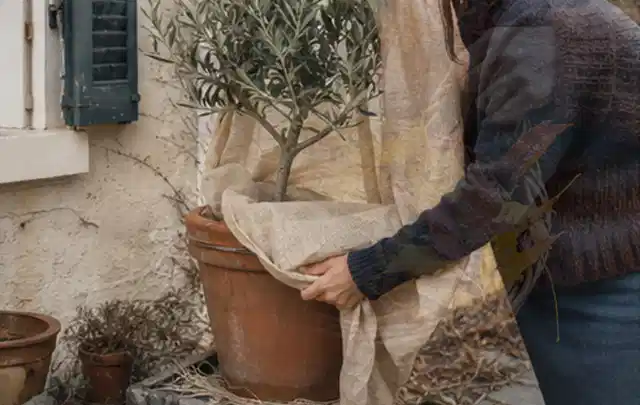 Person umhüllt eine mediterrane Kübelpflanze mit atmungsaktivem Winterschutz; Thema Palmen, Schwerpunkt Rückschnitt; Ausgangslage.