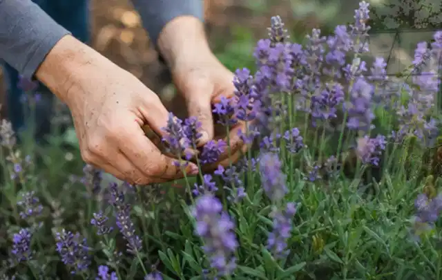 Hände pflegen blühenden Lavendel in einem natürlich angelegten Gartenbeet; Thema Palmen, Schwerpunkt Rückschnitt; Kontrolle.