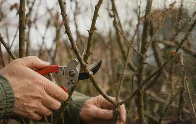 Hände schneiden einen älteren Rosenstrauch mit einer sauberen Gartenschere; Thema Palmen, Schwerpunkt Sortenwahl; Ausgangslage.