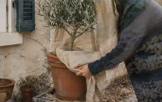 Person umhüllt eine mediterrane Kübelpflanze mit atmungsaktivem Winterschutz; Thema Palmen, Schwerpunkt Standort; Kontrolle.
