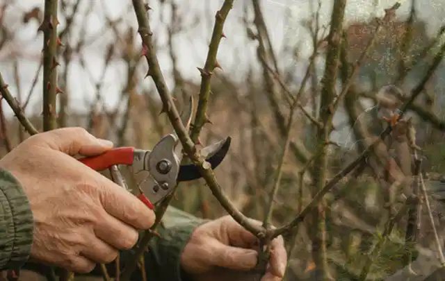 Hände schneiden einen älteren Rosenstrauch mit einer sauberen Gartenschere; Thema Palmen, Schwerpunkt Topfkultur; Praxisalltag.