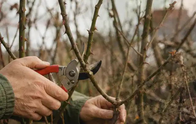 Hände schneiden einen älteren Rosenstrauch mit einer sauberen Gartenschere; Thema Palmen, Schwerpunkt Wachstum; Ausgangslage.