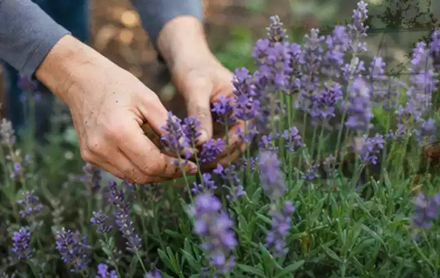 Hände pflegen blühenden Lavendel in einem natürlich angelegten Gartenbeet; Thema Palmen, Schwerpunkt Winterpflege; Ausgangslage.