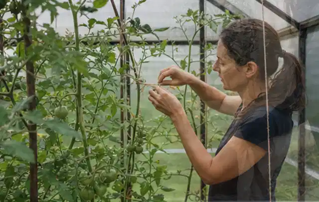 Person bindet junge Tomatentriebe in einem privaten Gewächshaus vorsichtig an; Thema Paprika, Schwerpunkt Anbau; Ausgangslage.