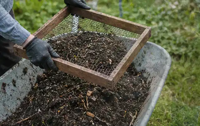 Behandschuhte Hände sieben reifen Kompost über einer Gartenschubkarre; Thema Paprika, Schwerpunkt Anbau; Umsetzung.
