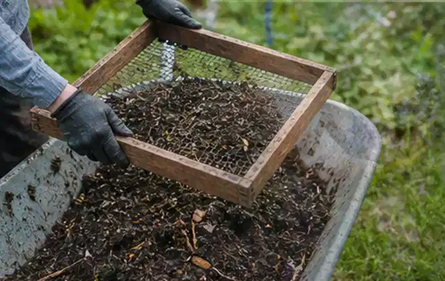 Behandschuhte Hände sieben reifen Kompost über einer Gartenschubkarre; Thema Paprika, Schwerpunkt Aussaat; Umsetzung.