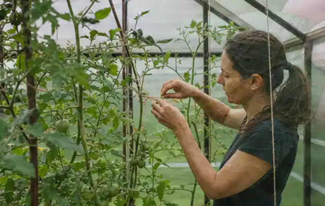 Person bindet junge Tomatentriebe in einem privaten Gewächshaus vorsichtig an; Thema Paprika, Schwerpunkt Aussaat; Ergebnis.