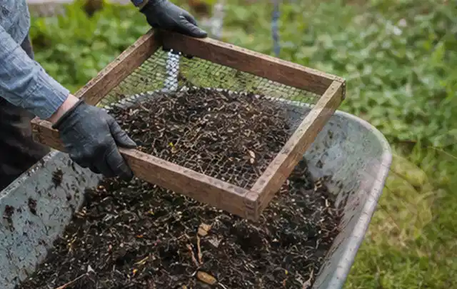 Behandschuhte Hände sieben reifen Kompost über einer Gartenschubkarre; Thema Paprika, Schwerpunkt Bewässerung; Ausgangslage.
