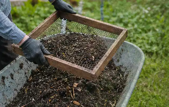 Behandschuhte Hände sieben reifen Kompost über einer Gartenschubkarre; Thema Paprika, Schwerpunkt Boden; Kontrolle.