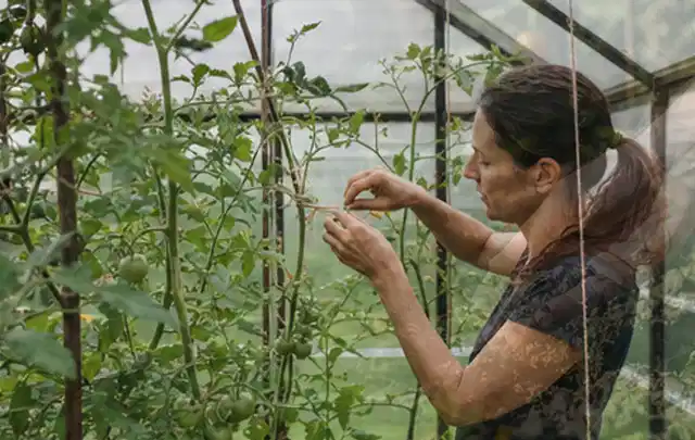 Person bindet junge Tomatentriebe in einem privaten Gewächshaus vorsichtig an; Thema Paprika, Schwerpunkt Ernte; Ergebnis.