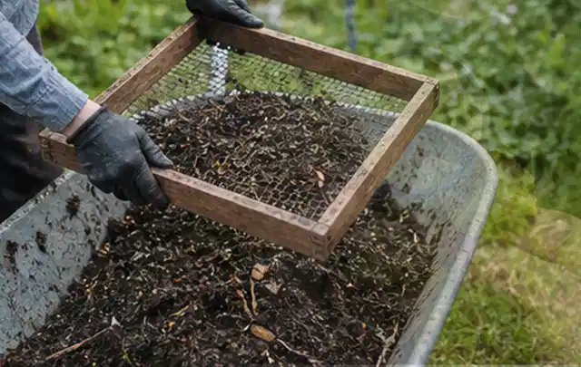 Behandschuhte Hände sieben reifen Kompost über einer Gartenschubkarre; Thema Paprika, Schwerpunkt Ernteprobleme; Ausgangslage.