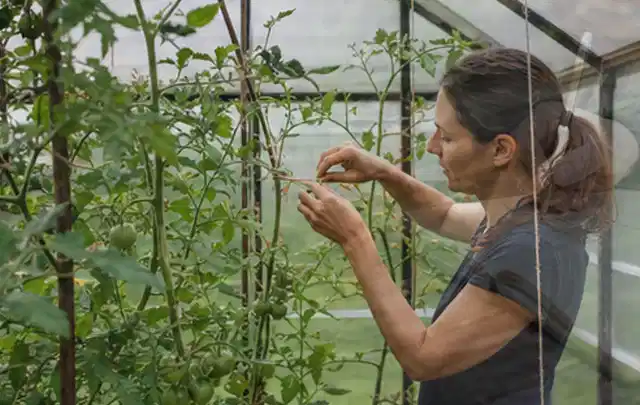 Person bindet junge Tomatentriebe in einem privaten Gewächshaus vorsichtig an; Thema Paprika, Schwerpunkt Ernteprobleme; Kontrolle.