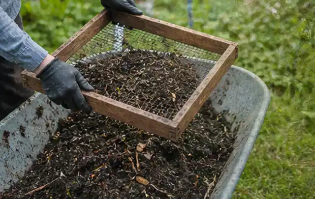 Behandschuhte Hände sieben reifen Kompost über einer Gartenschubkarre; Thema Paprika, Schwerpunkt Fehlerhilfe; Ergebnis.