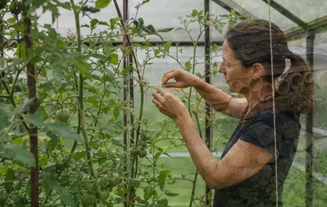 Person bindet junge Tomatentriebe in einem privaten Gewächshaus vorsichtig an; Thema Paprika, Schwerpunkt Fehlerhilfe; Praxisalltag.