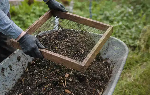 Behandschuhte Hände sieben reifen Kompost über einer Gartenschubkarre; Thema Paprika, Schwerpunkt Gemüse; Kontrolle.