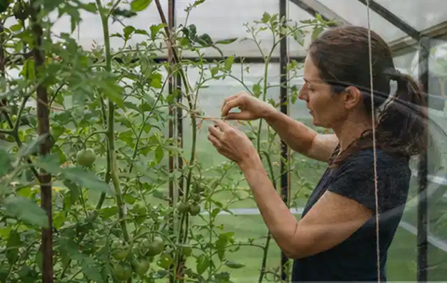 Person bindet junge Tomatentriebe in einem privaten Gewächshaus vorsichtig an; Thema Paprika, Schwerpunkt Gesundheit; Umsetzung.