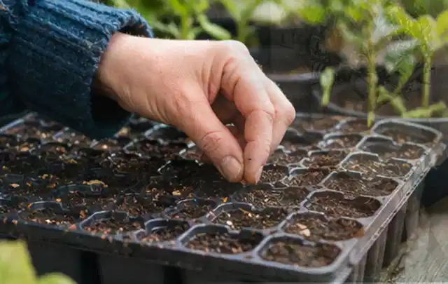 Hand legt einzelne Samen in vorbereitete Anzuchtschalen mit lockerer Erde; Thema Paprika, Schwerpunkt Gewächshaus; Ausgangslage.