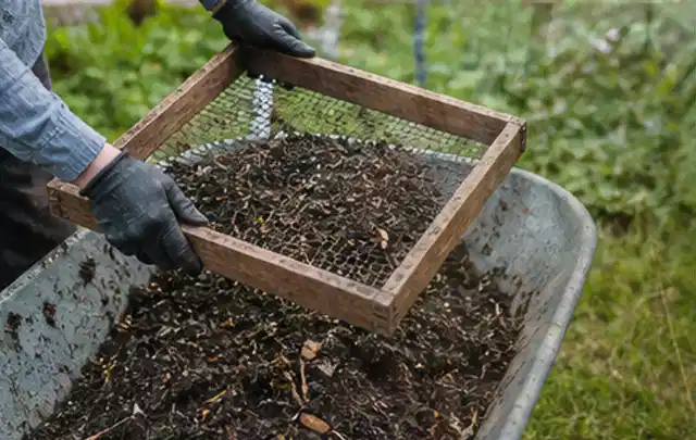 Behandschuhte Hände sieben reifen Kompost über einer Gartenschubkarre; Thema Paprika, Schwerpunkt Gewächshaus; Kontrolle.