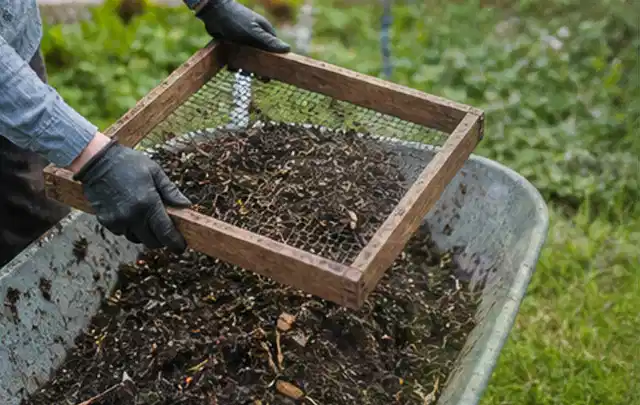 Behandschuhte Hände sieben reifen Kompost über einer Gartenschubkarre; Thema Paprika, Schwerpunkt Hochbeet; Kontrolle.