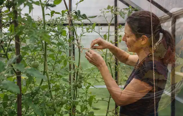 Person bindet junge Tomatentriebe in einem privaten Gewächshaus vorsichtig an; Thema Paprika, Schwerpunkt Hochbeet; Ergebnis.