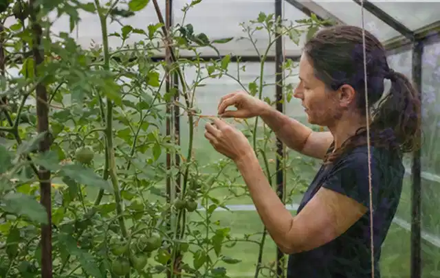 Person bindet junge Tomatentriebe in einem privaten Gewächshaus vorsichtig an; Thema Paprika, Schwerpunkt Lagerung; Kontrolle.