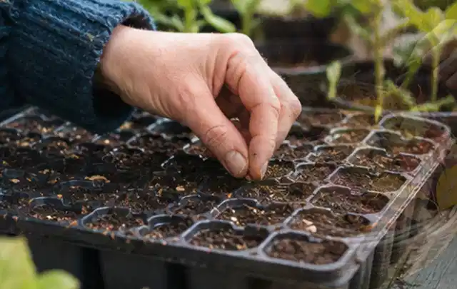 Hand legt einzelne Samen in vorbereitete Anzuchtschalen mit lockerer Erde; Thema Paprika, Schwerpunkt Lagerung; Ergebnis.