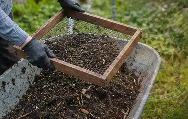 Behandschuhte Hände sieben reifen Kompost über einer Gartenschubkarre; Thema Paprika, Schwerpunkt Nährstoffe; Kontrolle.