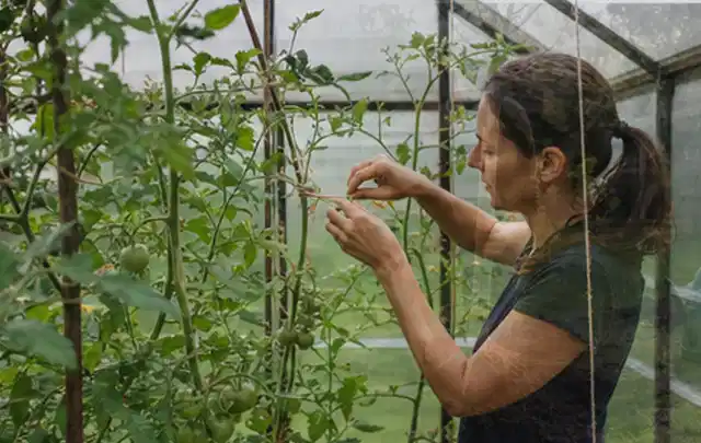 Person bindet junge Tomatentriebe in einem privaten Gewächshaus vorsichtig an; Thema Paprika, Schwerpunkt Nährstoffe; Praxisalltag.