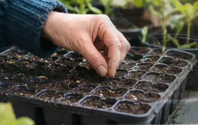 Hand legt einzelne Samen in vorbereitete Anzuchtschalen mit lockerer Erde; Thema Paprika, Schwerpunkt Pflanzenschutz; Ausgangslage.