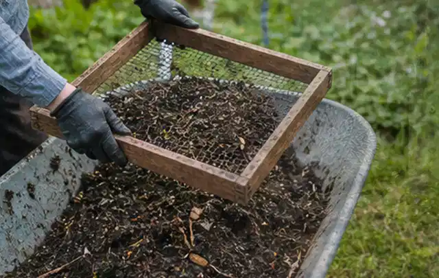 Behandschuhte Hände sieben reifen Kompost über einer Gartenschubkarre; Thema Paprika, Schwerpunkt Pflanzenschutz; Ergebnis.