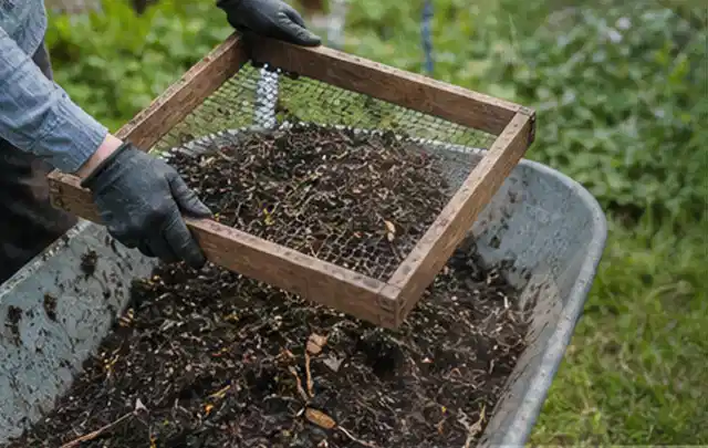 Behandschuhte Hände sieben reifen Kompost über einer Gartenschubkarre; Thema Paprika, Schwerpunkt Pflanzung; Ausgangslage.