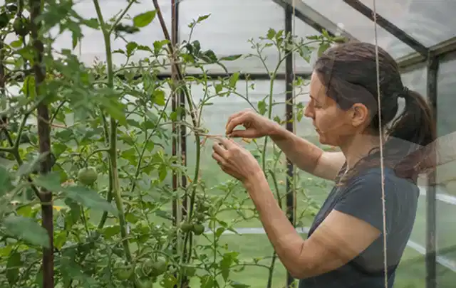 Person bindet junge Tomatentriebe in einem privaten Gewächshaus vorsichtig an; Thema Paprika, Schwerpunkt Pflanzung; Praxisalltag.