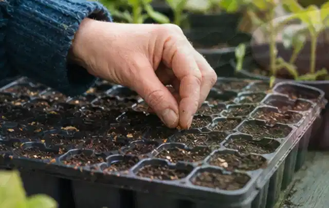 Hand legt einzelne Samen in vorbereitete Anzuchtschalen mit lockerer Erde; Thema Paprika, Schwerpunkt Saisonkalender; Ausgangslage.