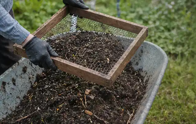 Behandschuhte Hände sieben reifen Kompost über einer Gartenschubkarre; Thema Paprika, Schwerpunkt Schnitt; Ausgangslage.