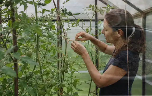Person bindet junge Tomatentriebe in einem privaten Gewächshaus vorsichtig an; Thema Paprika, Schwerpunkt Schnitt; Kontrolle.