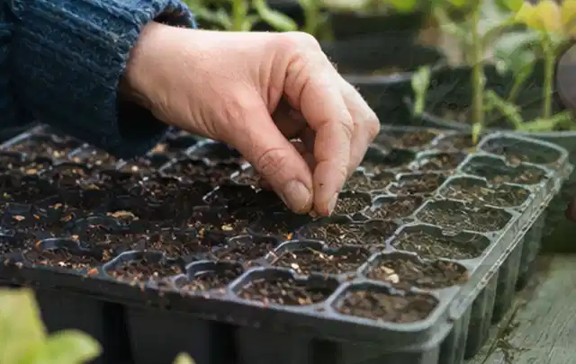 Hand legt einzelne Samen in vorbereitete Anzuchtschalen mit lockerer Erde; Thema Paprika, Schwerpunkt Schnitt; Praxisalltag.