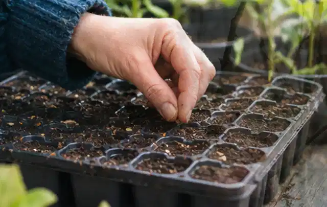 Hand legt einzelne Samen in vorbereitete Anzuchtschalen mit lockerer Erde; Thema Paprika, Schwerpunkt Sortenwahl; Kontrolle.