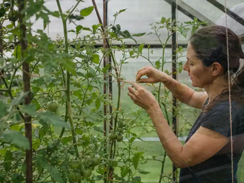 Person bindet junge Tomatentriebe in einem privaten Gewächshaus vorsichtig an; Thema Paprika, Schwerpunkt Standort; Titelbild.