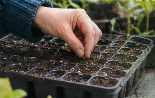 Hand legt einzelne Samen in vorbereitete Anzuchtschalen mit lockerer Erde; Thema Paprika, Schwerpunkt Standort; Praxisalltag.