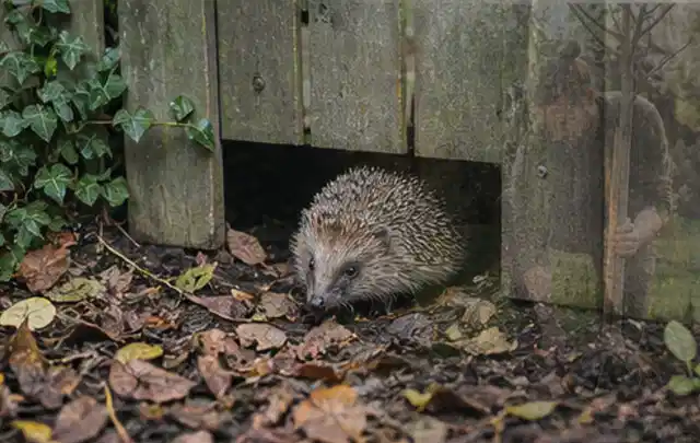 Igel nutzt einen bodennahen Durchgang unter einem hölzernen Gartenzaun; Thema Pelletgrills, Schwerpunkt Anwendung; Ausgangslage.