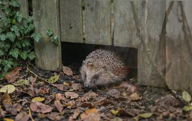 Igel nutzt einen bodennahen Durchgang unter einem hölzernen Gartenzaun; Thema Pelletgrills, Schwerpunkt Bestenliste; Ausgangslage.