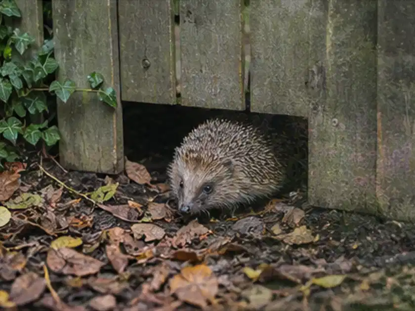 Igel nutzt einen bodennahen Durchgang unter einem hölzernen Gartenzaun; Thema Pelletgrills, Schwerpunkt Checkliste; Titelbild.