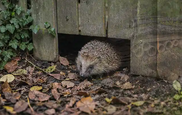 Igel nutzt einen bodennahen Durchgang unter einem hölzernen Gartenzaun; Thema Pelletgrills, Schwerpunkt Dimensionierung; Praxisalltag.