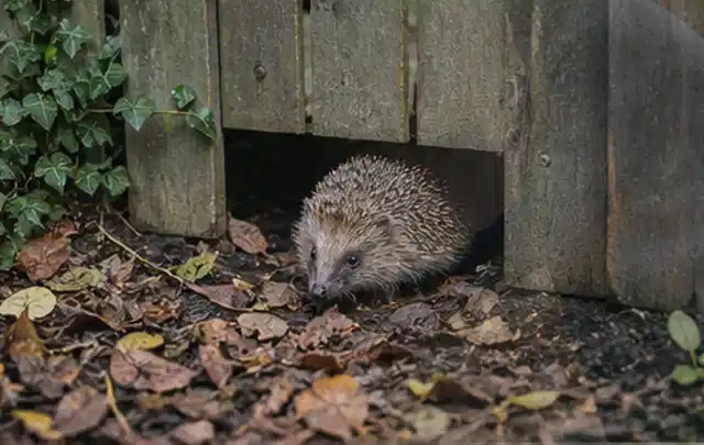 Igel nutzt einen bodennahen Durchgang unter einem hölzernen Gartenzaun; Thema Pelletgrills, Schwerpunkt Fehlerhilfe; Ergebnis.